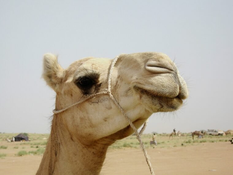 camel, niger, nature