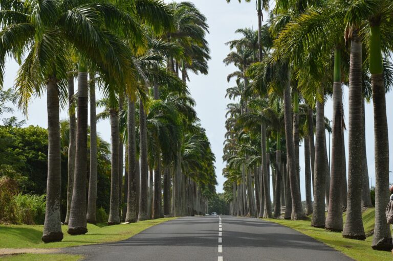 guadeloupe, palm, road