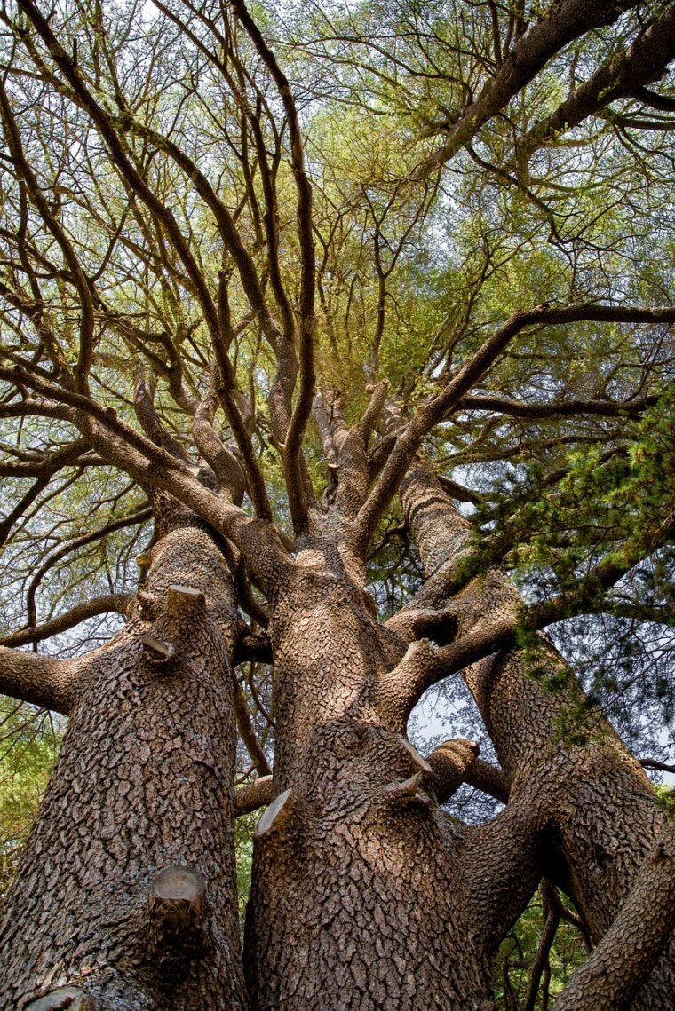 tree, cedar, ancient