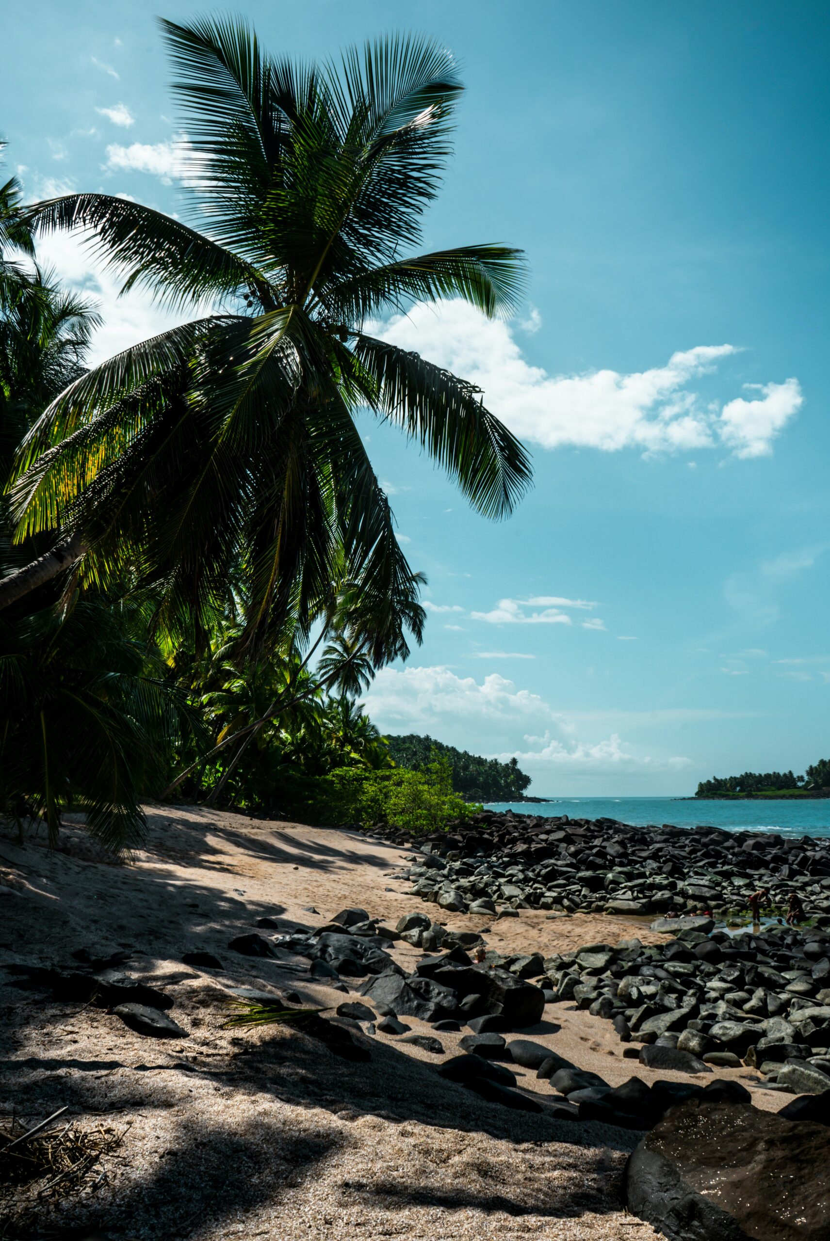 a beach with palm trees