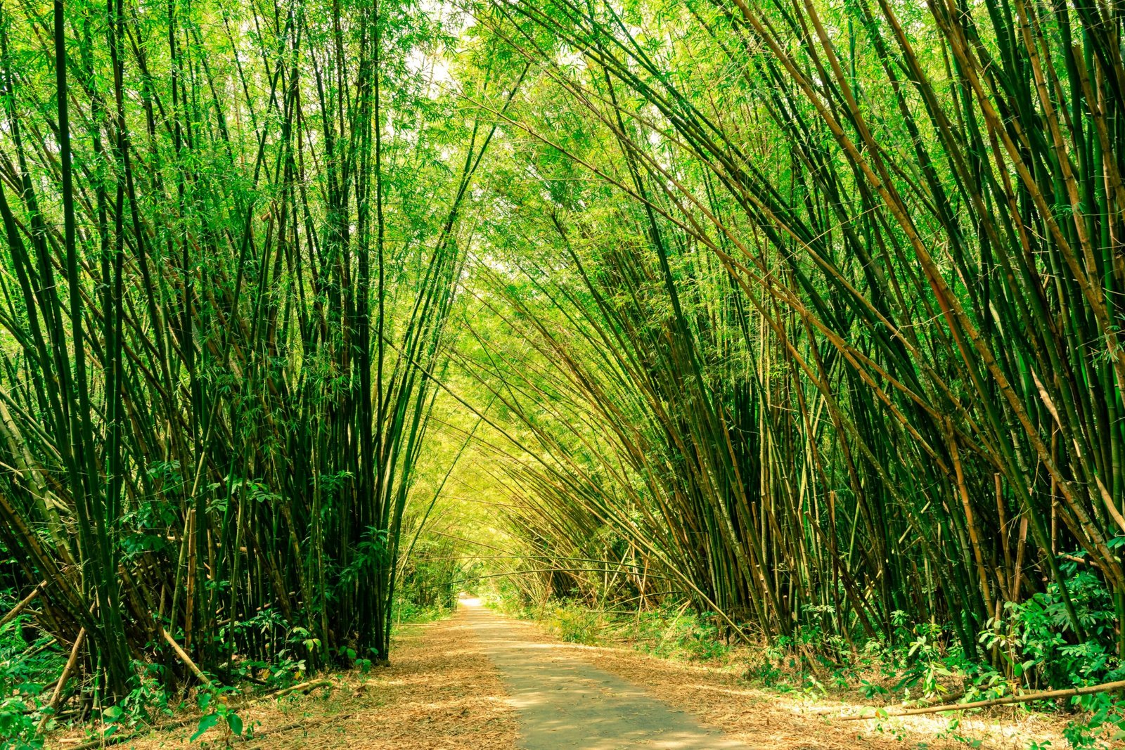 brown dirt road between green grass during daytime