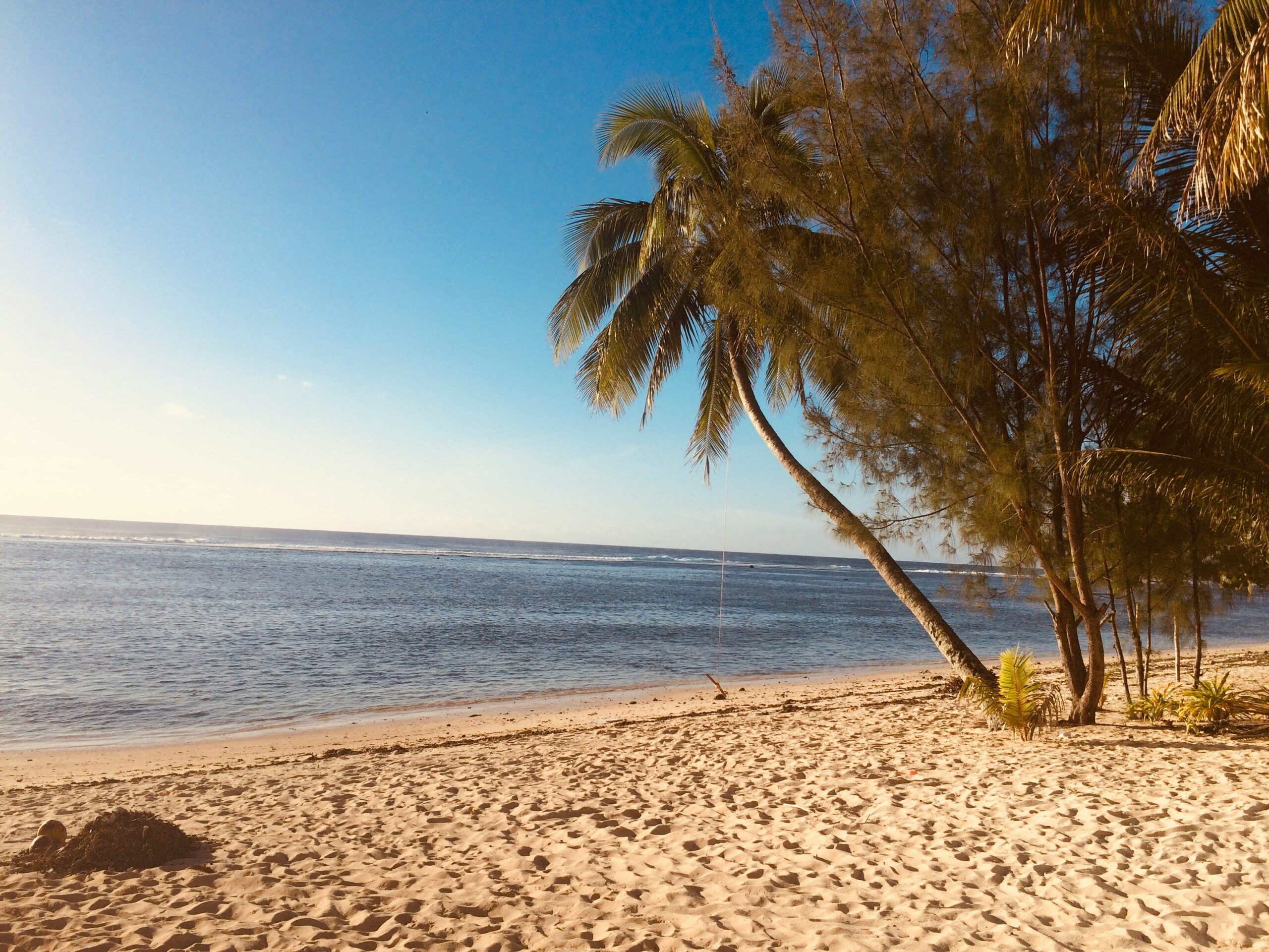 green palm tree on beach during daytime