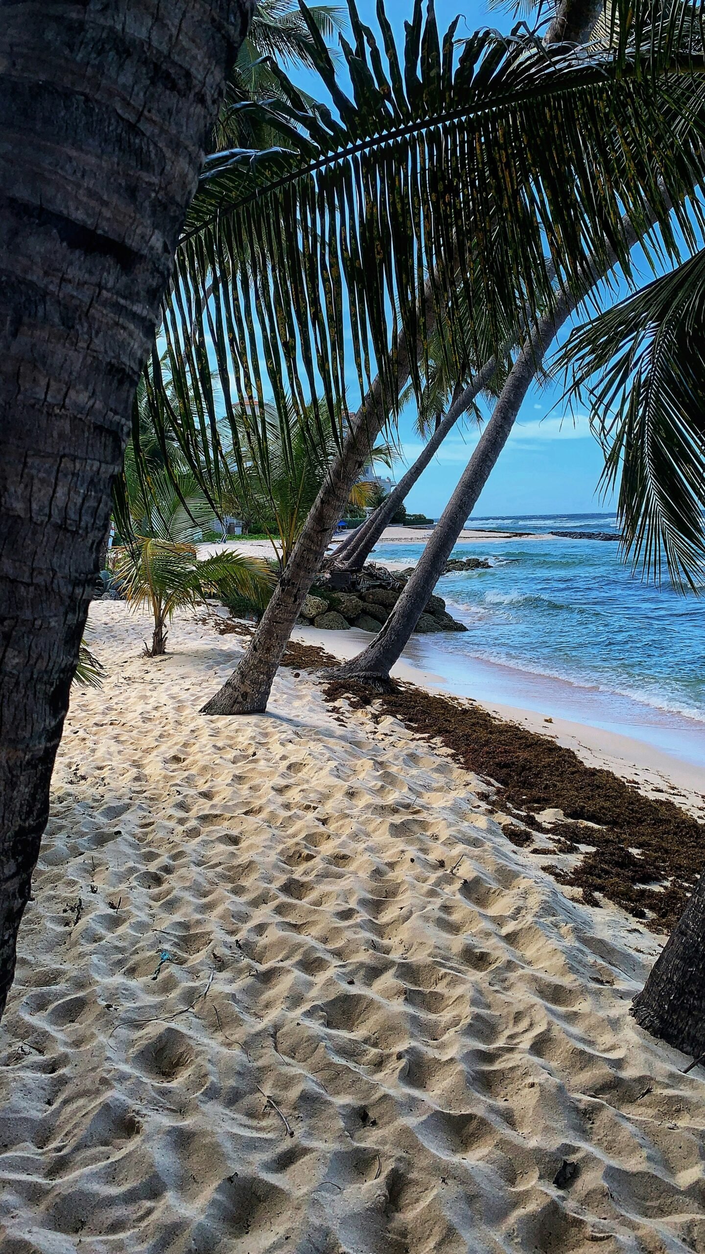 palm trees in beach