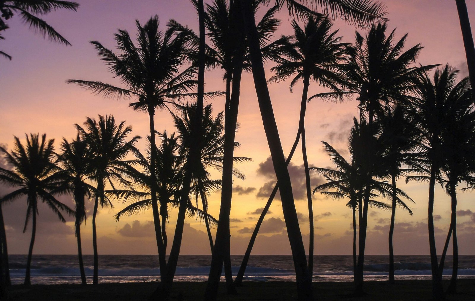 silhouette of palm trees during sunset