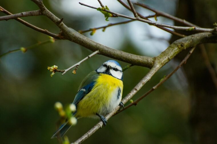 Blue tit (dreamy)