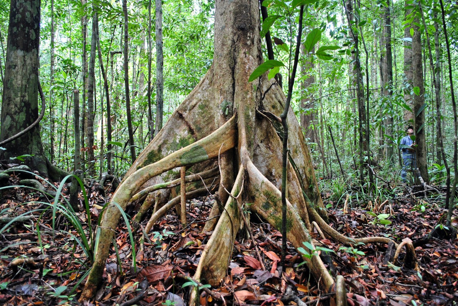 brown tree trunk surrounded by brown leaves