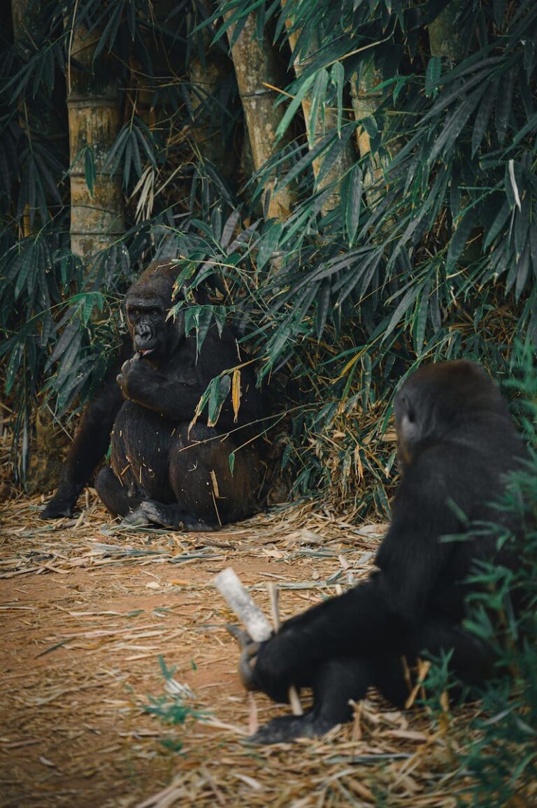 Gorillas on Ground