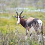 Brown and White Antelope on Grass Field