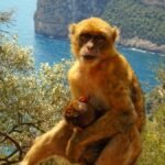 brown monkey on tree branch during daytime