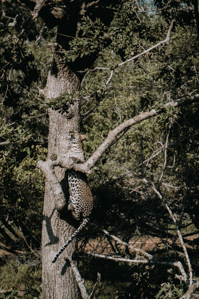 A serene leopard rests in a tree amidst lush greenery at Yala National Park, Sri Lanka.