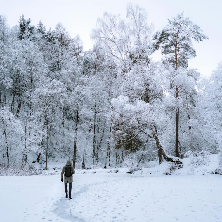 A lone traveler explores a serene, snow-covered forest during winter.