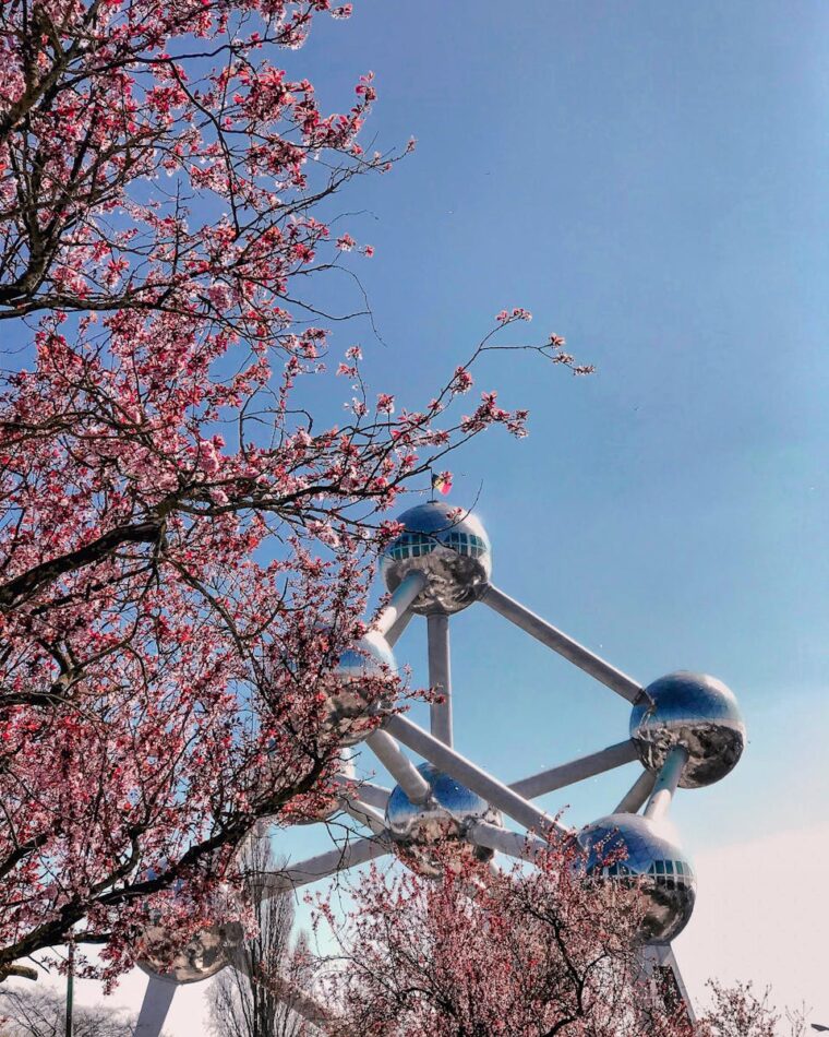 Cherry blossoms in full bloom with the Atomium in the background on a sunny day