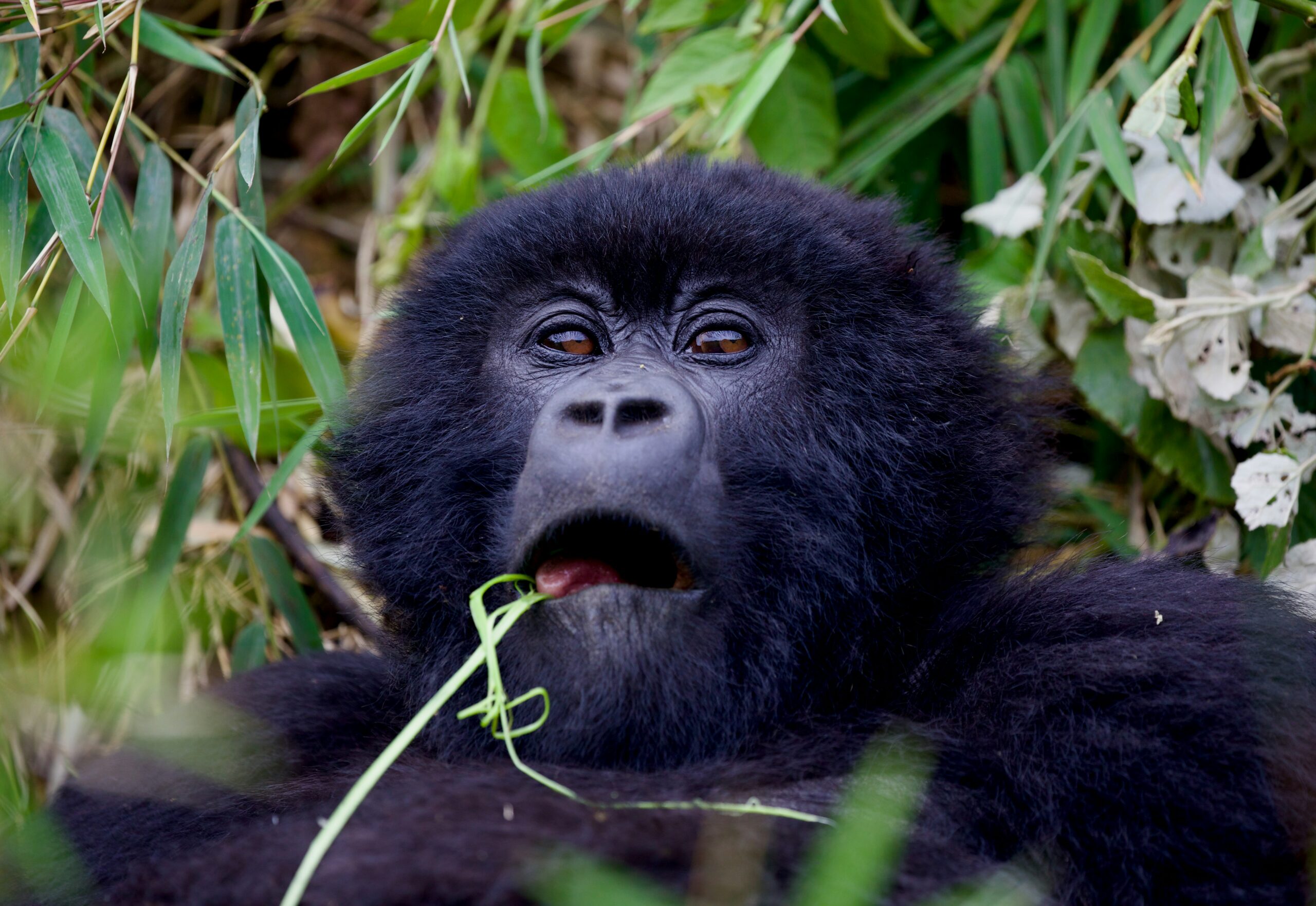 A close up of a monkey with a plant in its mouth