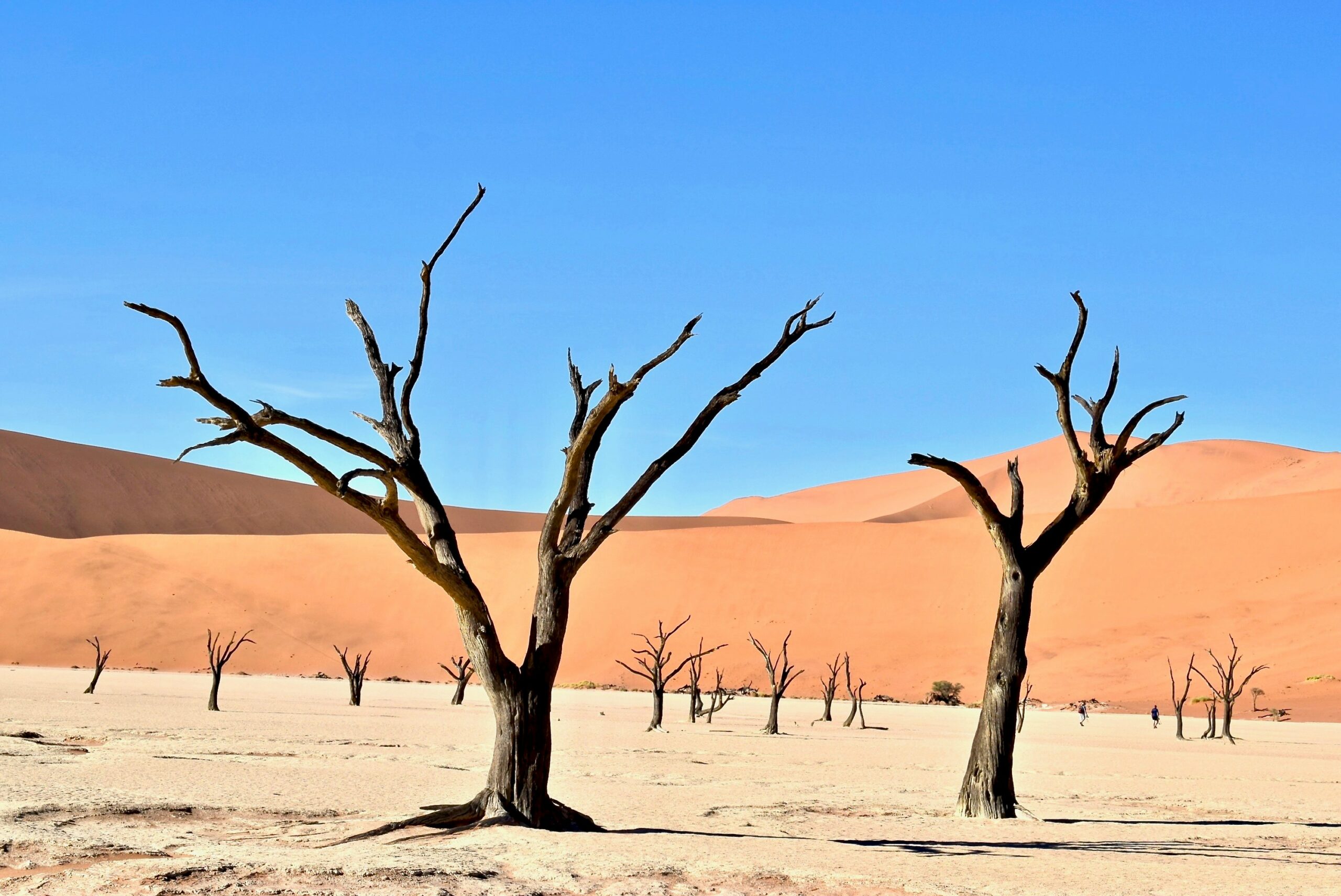 person taking picture of bare trees