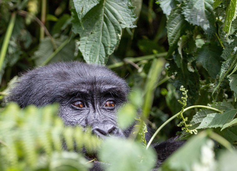 Mountain Gorilla, Rwanda